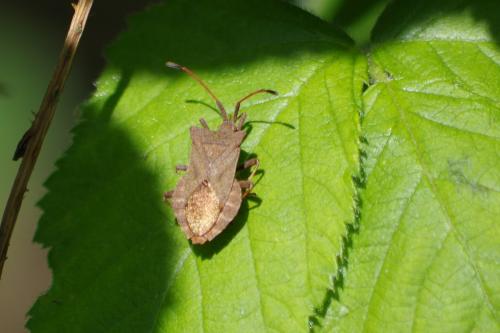 Coreus marginatus